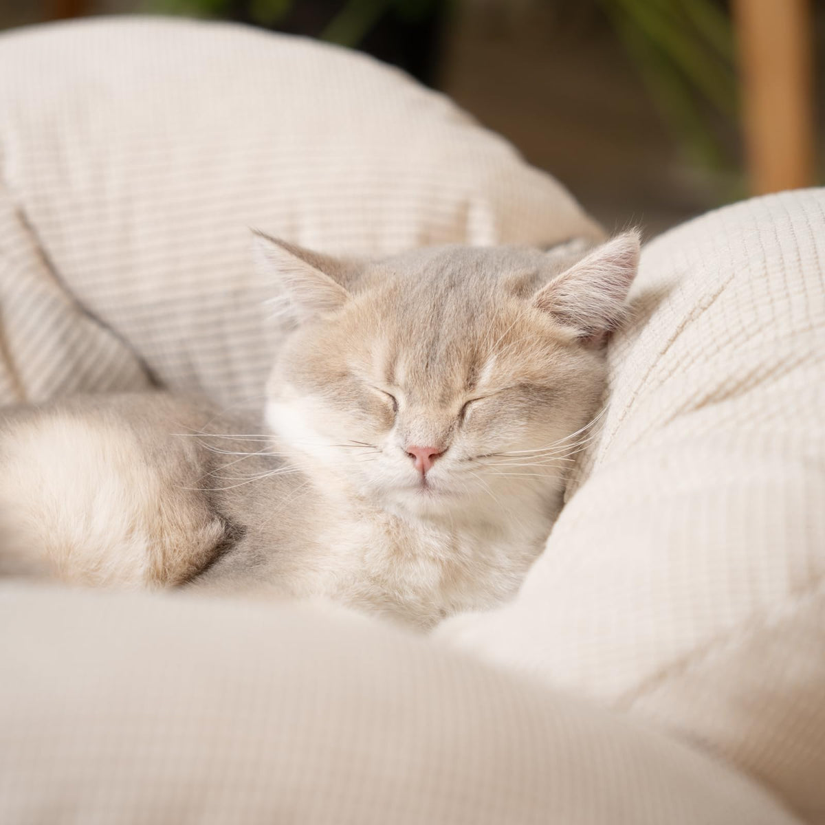 Elevated Cat Bed V3981