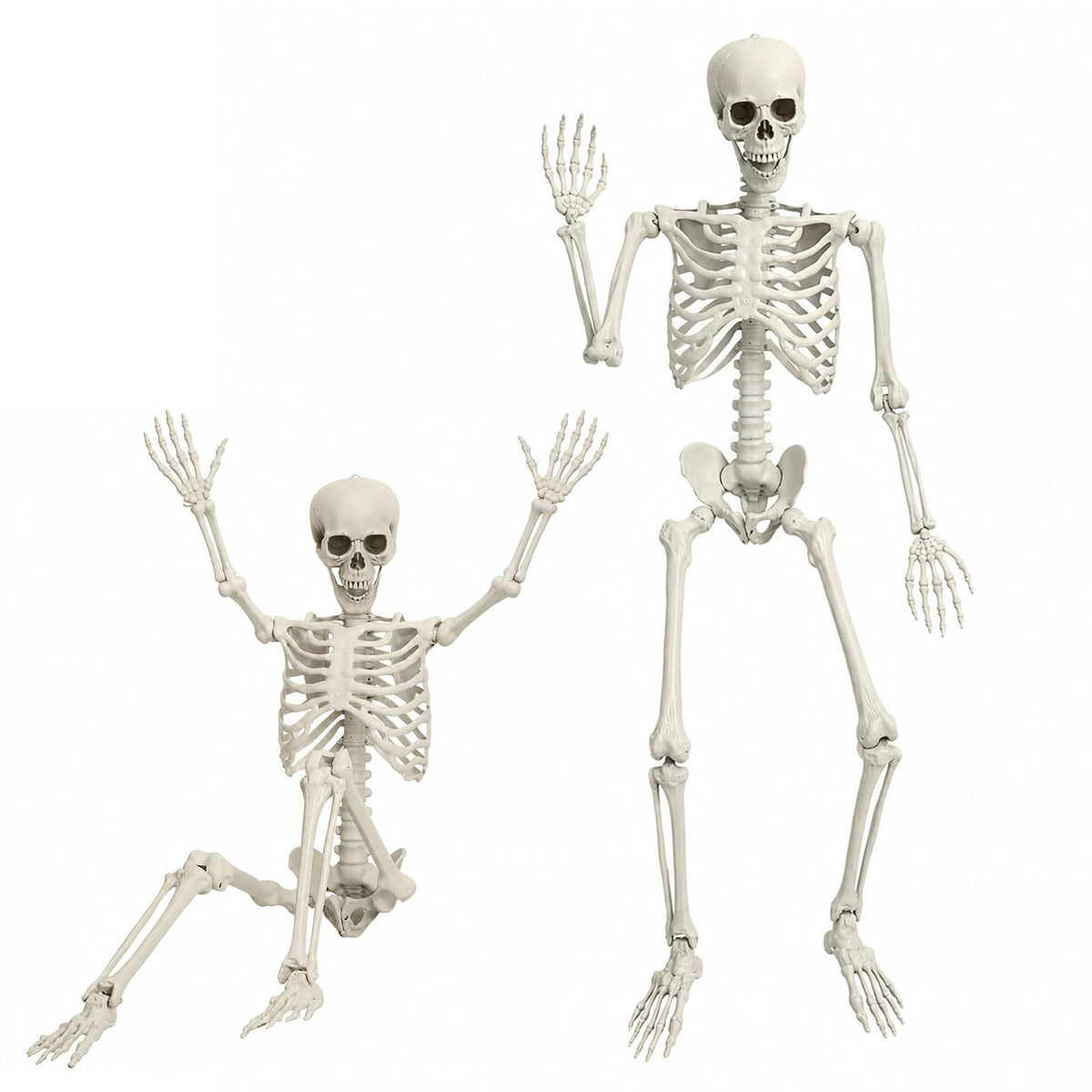 5.4 FT Poseable Skeleton B142