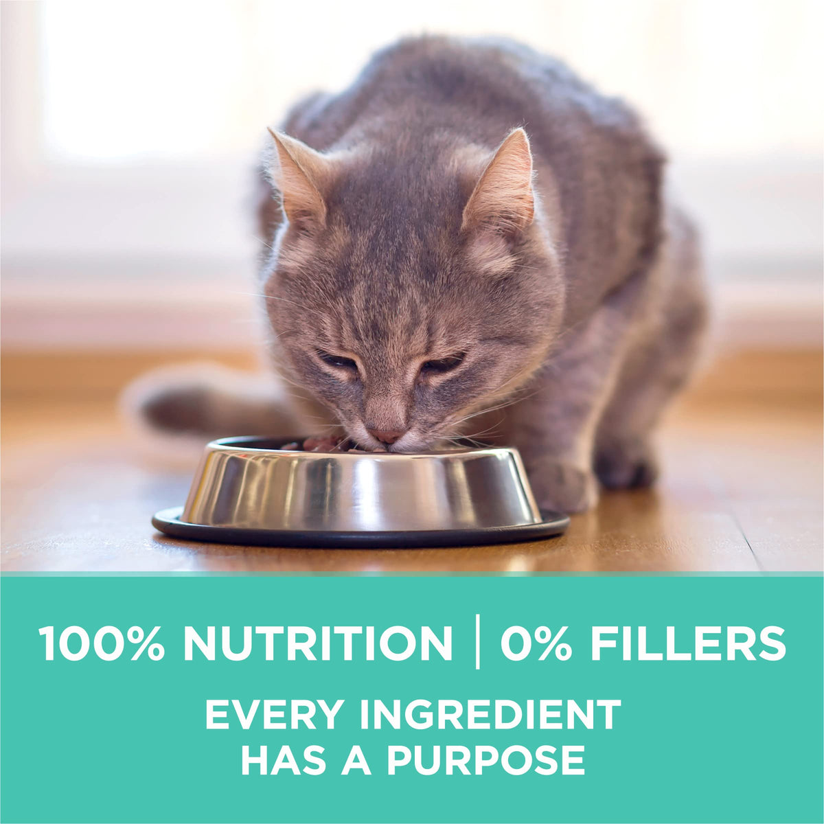 Sensitive Skin and Stomach Dry Cat Food 3.5 lb Bag Y93821