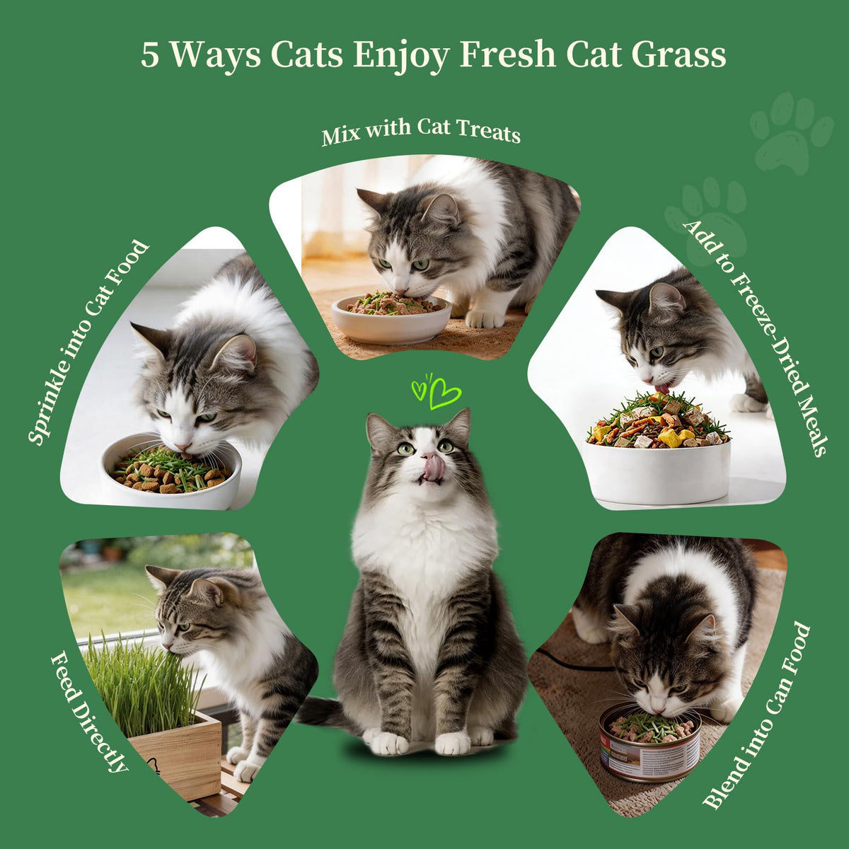 Cat Grass Kit with 5 Packets of Seeds, Wooden Planter, 6 Soil Discs, Trimming Scissors, Spray Bottle, and Mini Tools W53795