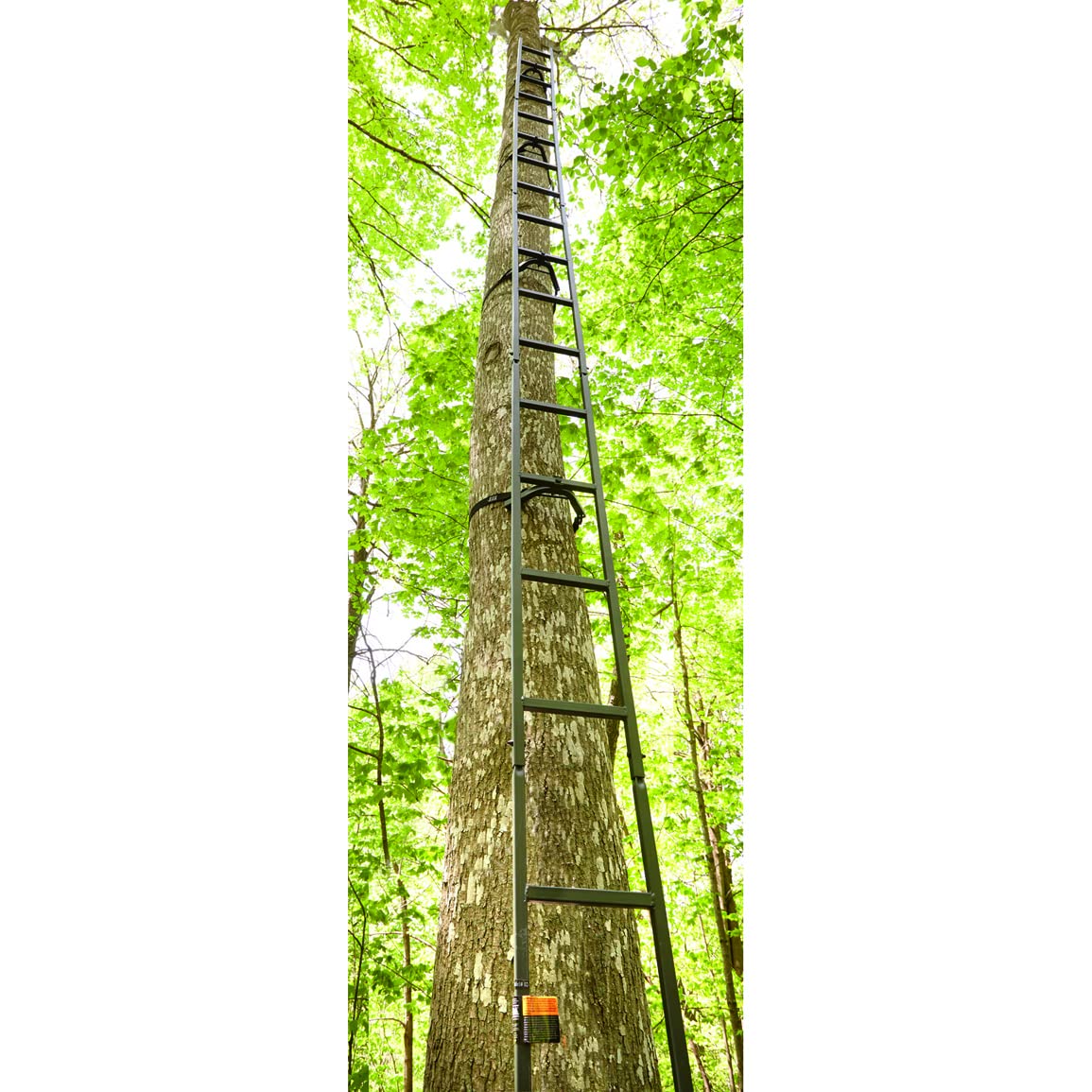 Climbing Ladder H182