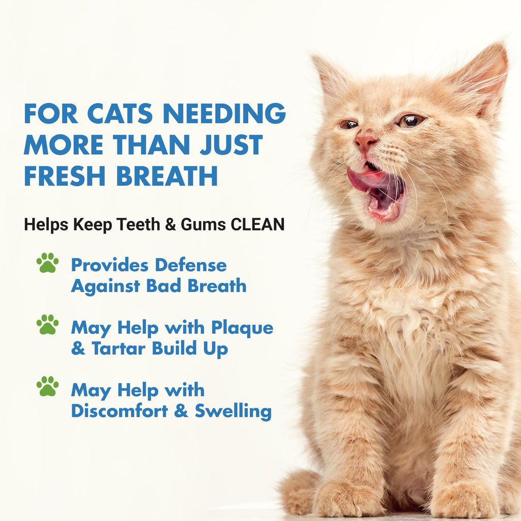 Cat Teeth Cleaning Dental Care K908