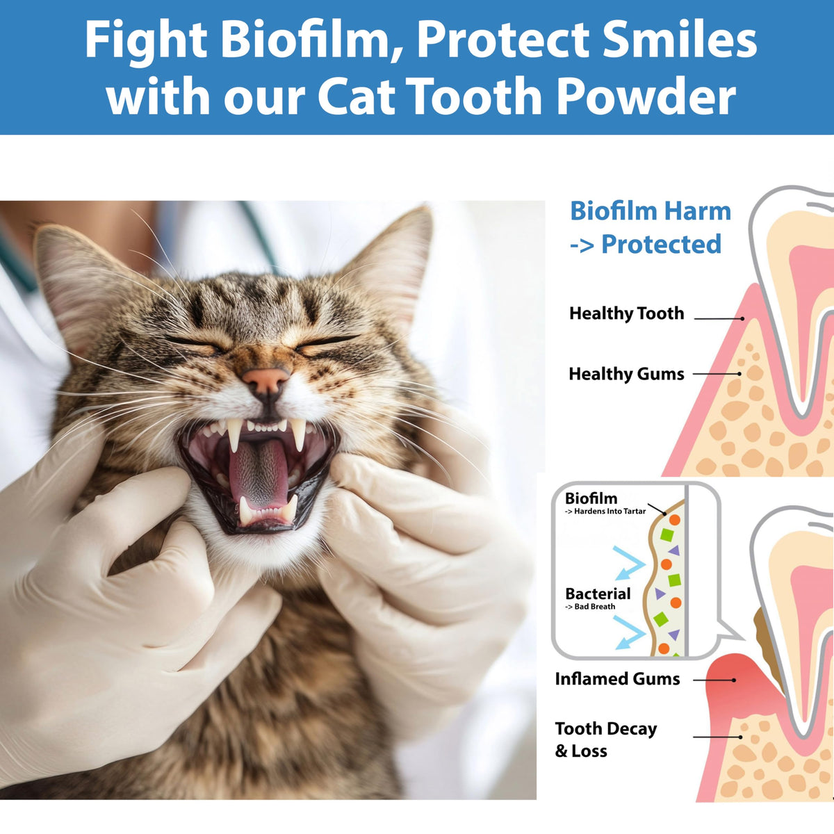 Cat Dental Powder A260595