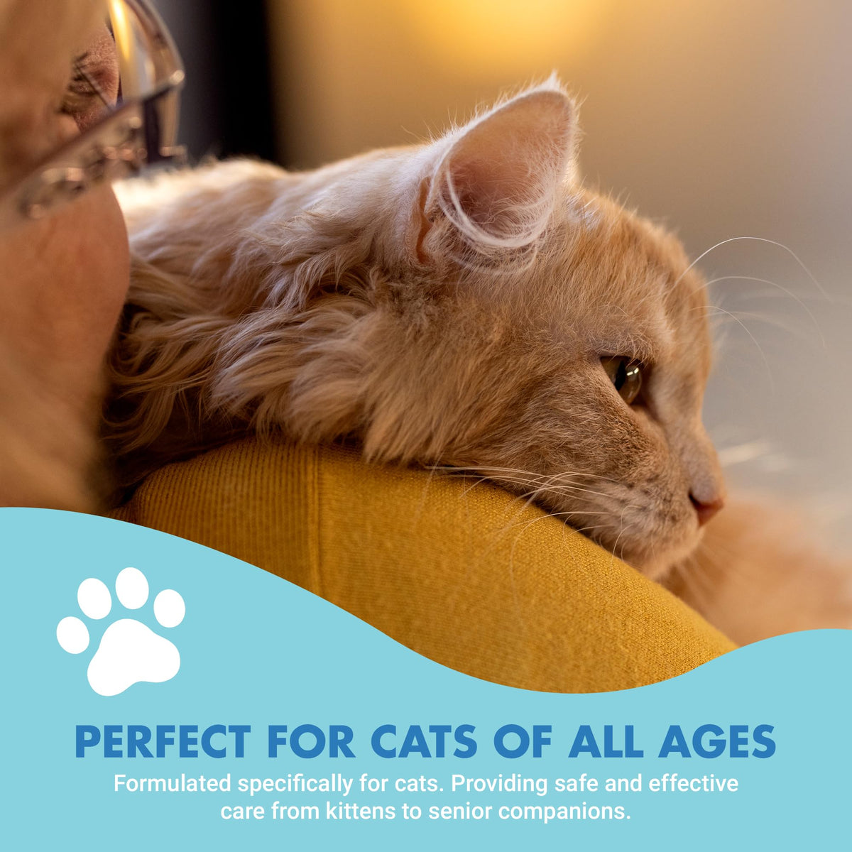Cat Teeth Cleaning Dental Care K908