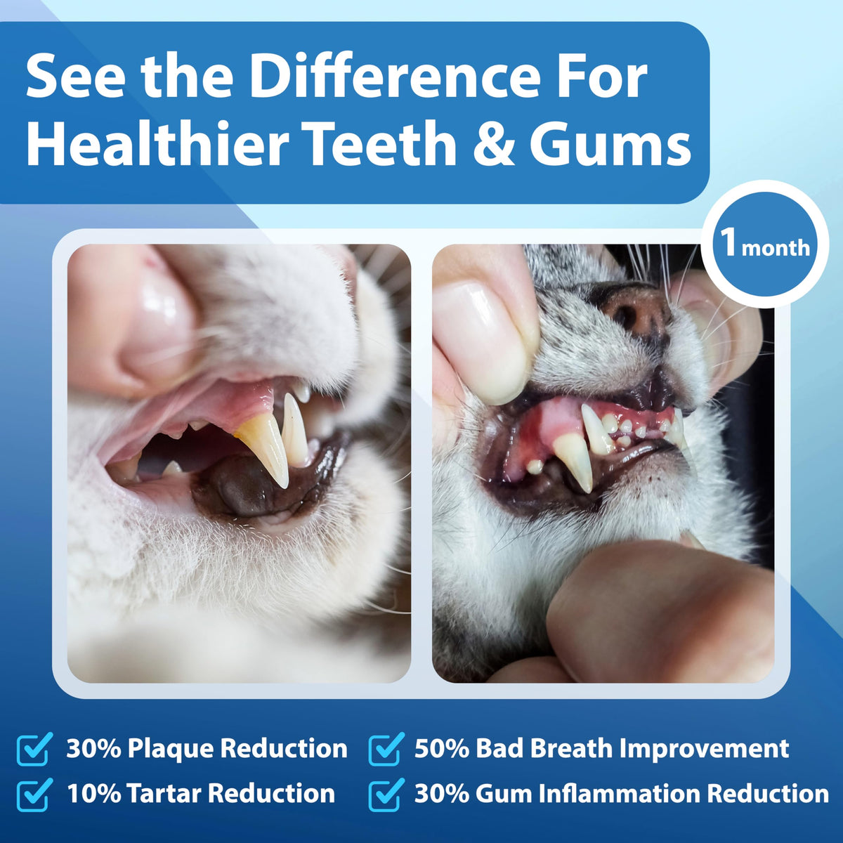 Cat Dental Powder A260595