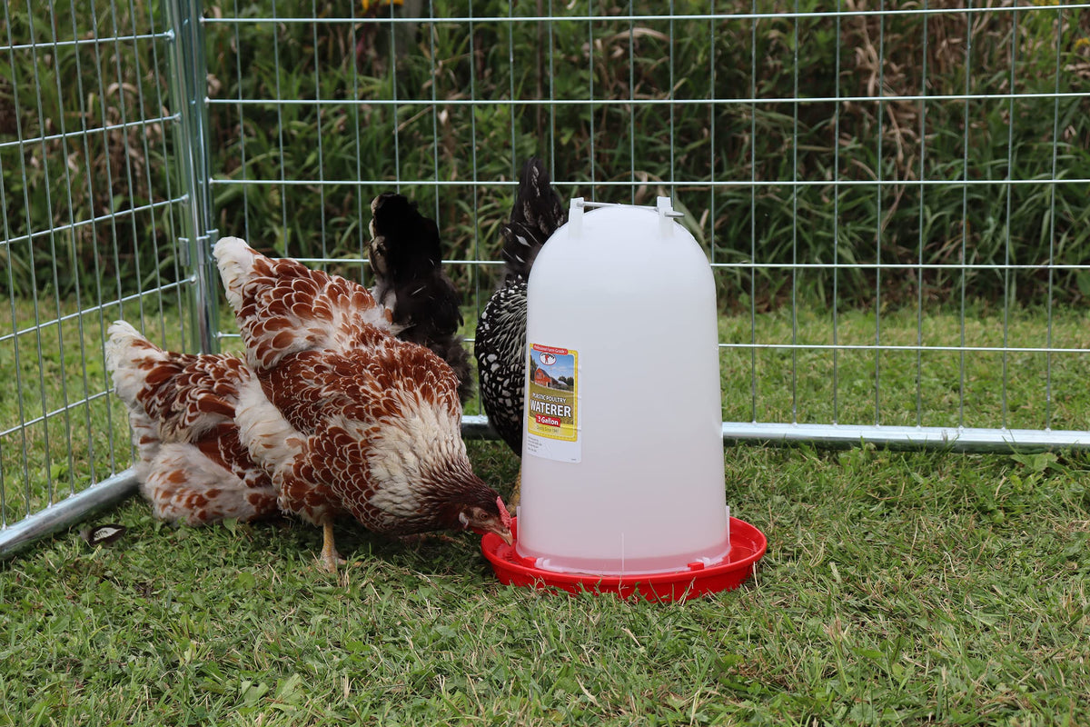 3 Gallon Plastic Poultry Waterer with Handle S22217